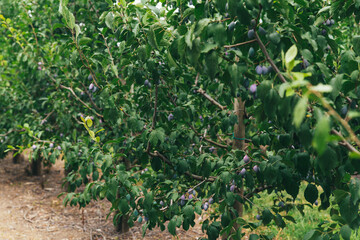 bountiful harvest of blue plums on a plum tree