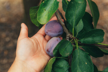 Ripe juicy plums in hand against the background of a plum garden