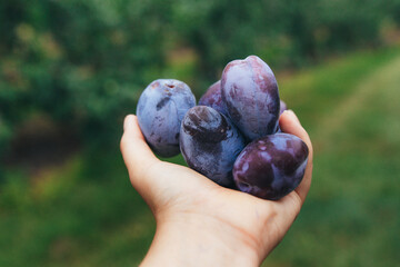 Ripe juicy plums in hand against the background of a plum garden close-up