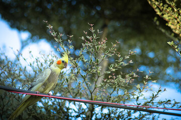 Cockatiel Nymphicus is only evident after the first moulting,  Cockatiel Nymphicus typically occurring about six to nine months after hatching: