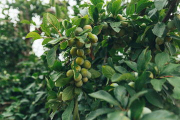 bountiful harvest of Mirabella plums on a branch