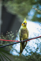 female chicks are easily distinguishable as soon as their feathers come in
Adult  Cockatiel Nymphicus with common coloring (grey body with yellow head) Cockatiel Nymphicus are sexually dimorphic,