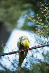 female chicks are easily distinguishable as soon as their feathers come in
Adult  Cockatiel Nymphicus with common coloring (grey body with yellow head) Cockatiel Nymphicus are sexually dimorphic,