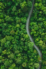 Winding road through a lush green forest from above.