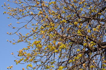 Common horse chestnut branches in the spring