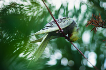 Adult  Cockatiel Nymphicus with common coloring (grey body with yellow head) Cockatiel Nymphicus...