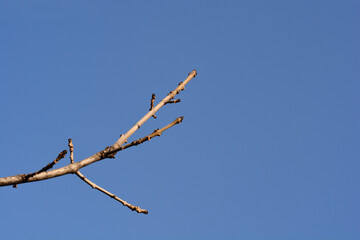 Common ash branch with buds