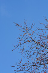 Silver maple branches with flowers