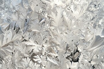Exquisite Crystal Frost Patterns on a Winter Window