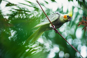 Adult  Cockatiel Nymphicus with common coloring (grey body with yellow head) Cockatiel Nymphicus are sexually dimorphic, Cockatiel Nymphicus though to a lesser degree than 