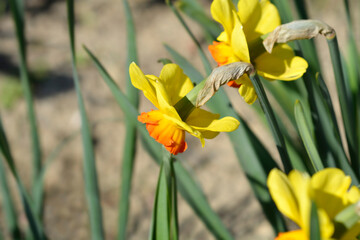 Large Cupped Daffodil Bantam flowers