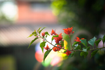  Bougainvillae is a dry season. The leaves of Bougainvillae are alternate, simple ovate-acuminate,...