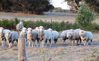 Sheep grazing in South Australian rural landscape