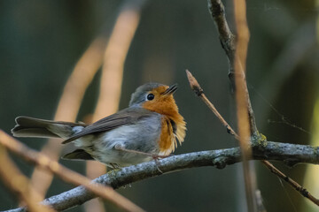 european robin on a branch