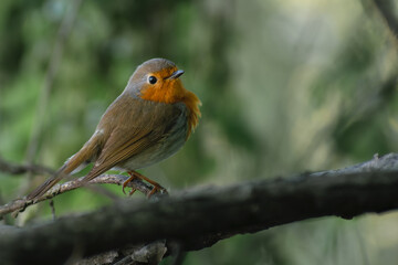 robin on a branch