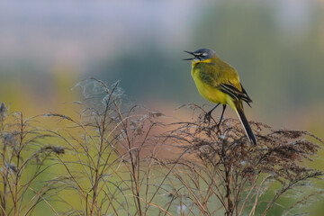 yellow wagtail on a branch