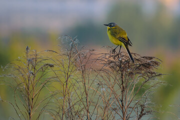 yellow wagtail in the field