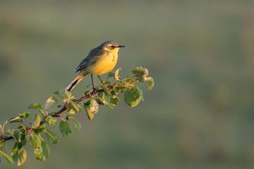 yellow wagtail on a branch
