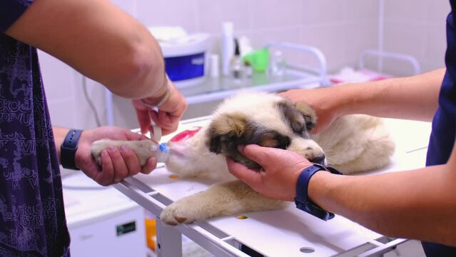 A veterinarian treats a dog in a veterinary clinic. The specialist inserts a dropper into the dog paw and injections.