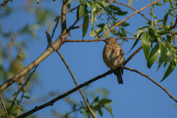 eurasian linnet 