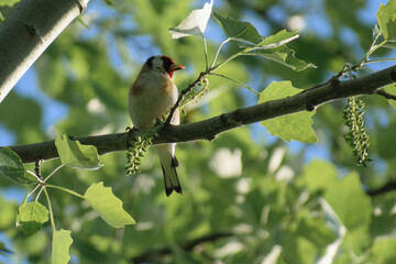 european goldfinch on a branch