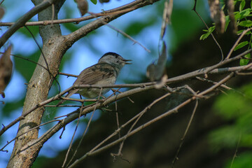 robin on a branch