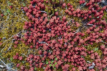 red sedum (Fette Henne) in a mossy bed