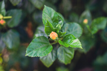rosa-sinensis flowers are very rich from red, pink, red, purple, white so Hibiscus rosa-sinensis is easy to choose your favorite color.Hibiscus rosa-sinensis, locally known as gumamela