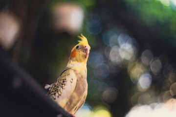 Cockatiel Nymphicus,the male  Cockatiel Nymphicus loses the white or yellow barring and spots on the underside of his tail feathers and wings