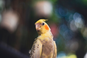 Cockatiel Nymphicus,the male  Cockatiel Nymphicus loses the white or yellow barring and spots on the underside of his tail feathers and wings