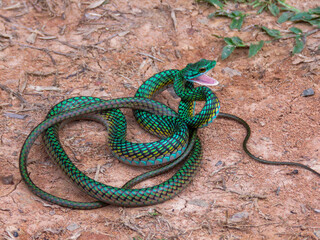 Obraz premium snake in the grass
