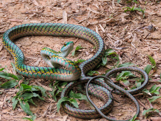 green snake in the garden