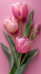 Obraz premium Pink tulips on a pink background 