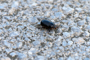 a beetle crawls on the asphalt