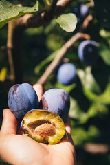 Bite off ripe juicy blue plums in hand against the background of a plum garden