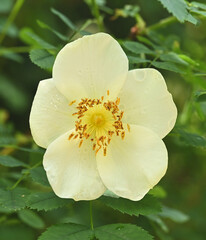 Beautiful close-up of rosa spinosissima var. altaica