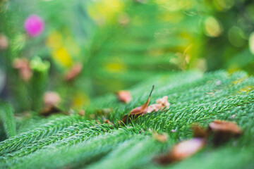 Araucaria columnaris also has the effect of repelling evil spirits, Araucaria columnaris bringing...