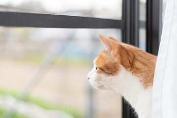 窓の外を眺める猫　茶トラ白