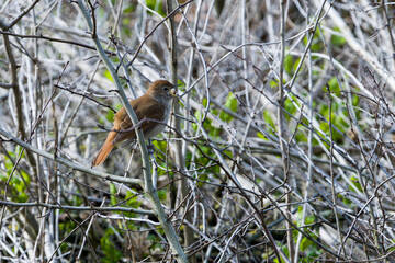 Nachtigall ( Luscinia megarhynchos ) in ihrem Revier	