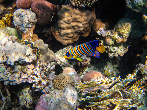 Pygoplites diacanthus, or King Angelfish, or Pygoplite, or King Angelfish in the expanses of the Red Sea coral reef. Sea fish.