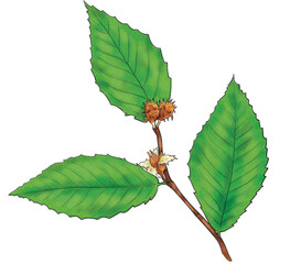 Beech branch isolated. Realistic botanic illustration of beech. Hand drawn illustration. Isolated on white background
