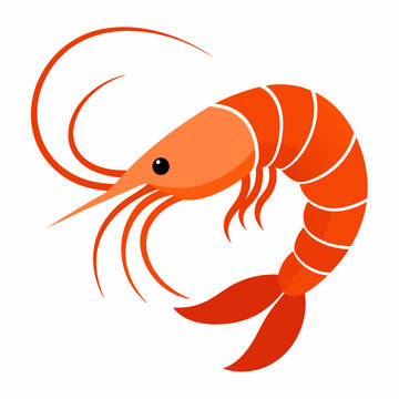 recommend clip art: Shrimp vector clipart art illustration, solid white background (7)