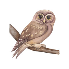 Owl, tree, branch, bird, brown, gray, autumn, illustration, painted in watercolor on a white background. Suitable for printing cards, posters, textiles, fabric, fashion design, accessories, tableware.