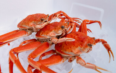 crab on ice. female snow crab. 氷の上のカニ。香箱ガニ（メスのズワイガニ）	
