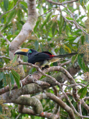 toucan on a branch