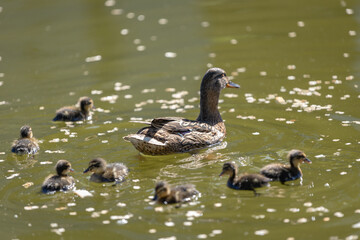 A duck with her ducklings swims along a pond on a sunny day. A group of ducklings. Close-up. Nature screensaver.