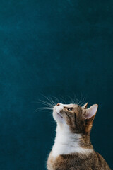 Portrait of a cat on a blue background