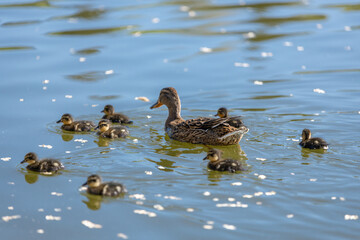 A duck with her ducklings swims along a pond on a sunny day. A group of ducklings. Close-up. Nature screensaver.