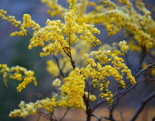 Exotic beautiful yellow flower tree blue sky background.