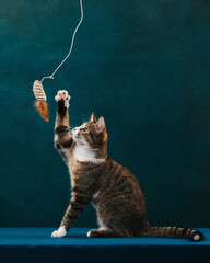 Cat playing with cat toy